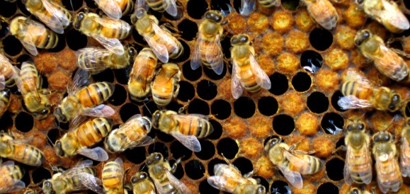 Natural Honey