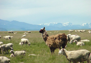 Our old llama Rascal watching the sheep in summer pasture